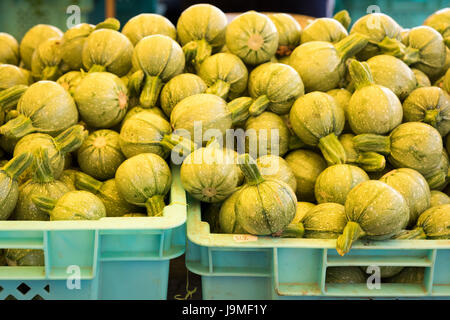 Kleine runde Zucchini für den Verkauf auf einem Marktstand in Malta Stockfoto