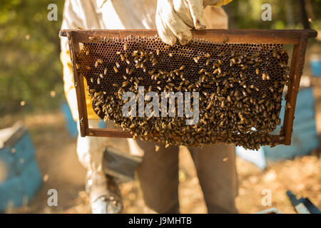 Honig wird von Bienenstöcken und Frames in Leon-Abteilung, Nicaragua geerntet. Stockfoto