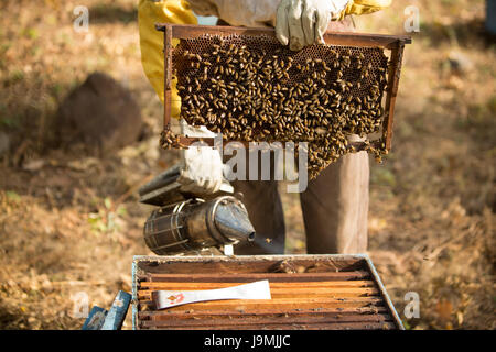 Honig wird von Bienenstöcken und Frames in Leon-Abteilung, Nicaragua geerntet. Stockfoto