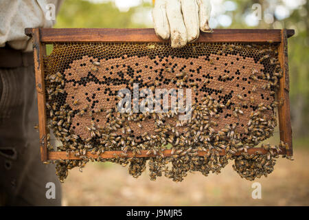 Honig wird von Bienenstöcken und Frames in Leon-Abteilung, Nicaragua geerntet. Stockfoto