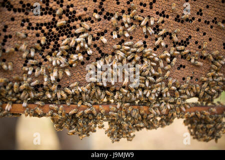 Honig wird von Bienenstöcken und Frames in Leon-Abteilung, Nicaragua geerntet. Stockfoto