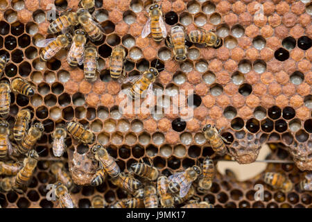 Honig wird von Bienenstöcken und Frames in Leon-Abteilung, Nicaragua geerntet. Stockfoto