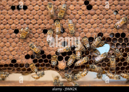 Honig wird von Bienenstöcken und Frames in Leon-Abteilung, Nicaragua geerntet. Stockfoto