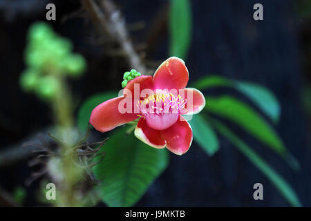 Blume des Baumes Kanonenkugel. Couroupita Guianensis, bekannt von mehreren gemeinsamen Namen, einschließlich Cannonball-Baum ist ein Laubbaum in der Familie Lecy Stockfoto