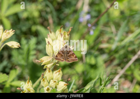 Burnet Begleiter Motte (Euclidia Glyphica), eine Tag-fliegende Motte auf dem Flügel zwischen Mai und Juli Stockfoto