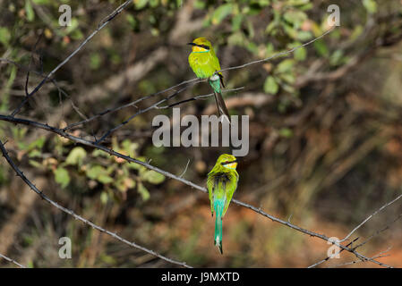 Swallow-tailed Bienenfresser Merops Hirundineus, Namibia, Waterberg plateau Stockfoto