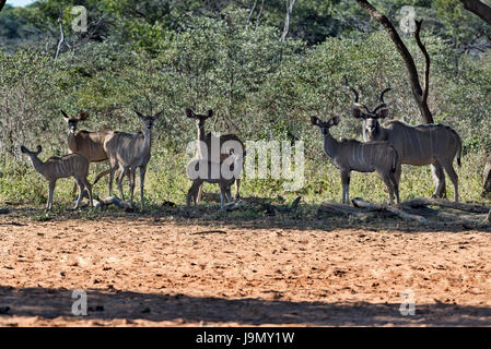 Tragelaphus Strepsiceros, Namibia, Waterberg Plateau, Kudus Stockfoto