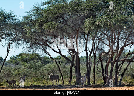 Tragelaphus Strepsiceros, Namibia, Waterberg Plateau, Kudus Stockfoto