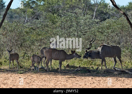 Tragelaphus Strepsiceros, Namibia, Waterberg Plateau, Kudus Stockfoto