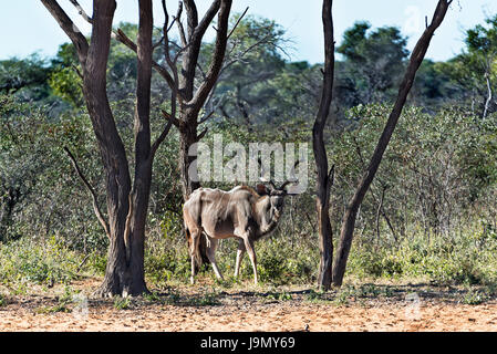 Tragelaphus Strepsiceros, Namibia, Waterberg Plateau, männliche Kudu Stockfoto