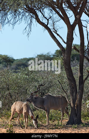 Tragelaphus Strepsiceros, Namibia, Waterberg Plateau, Kudus Stockfoto