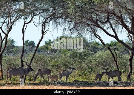 Tragelaphus Strepsiceros, Namibia, Waterberg Plateau, Kudus Stockfoto