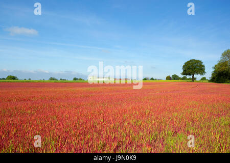 ein Bereich der japanischen Blut Rasen auch bekannt als Imperata Cylindrica Rubra in Yorkshire unter blauem Himmel im Sommer Stockfoto