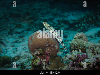 bunte Eidechsenfisch, Synodus Variegatus auf Gehirn Korallen auf den Malediven, Indischer Ozean Stockfoto
