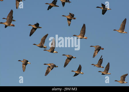 Eine Herde von rosa footed Gänse, Anser Brachyrhynchus im Flug Stockfoto