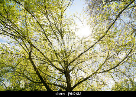 die Sonne strahlt durch einen Baum im Frühling Stockfoto
