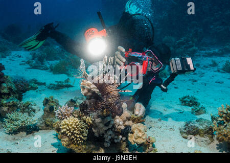 Unterwasser-Fotografen Fotografieren ein Rotfeuerfisch [Pterois Volitans].  Ägypten, Rotes Meer. Stockfoto