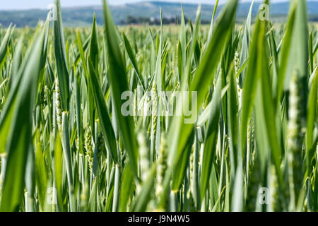 Grüner junge Weizenfeld an sonnigen Tag Stockfoto