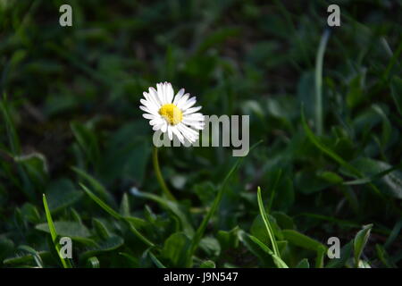 Gänseblümchen auf dem Boden ein wenig Sonne zu fangen Stockfoto
