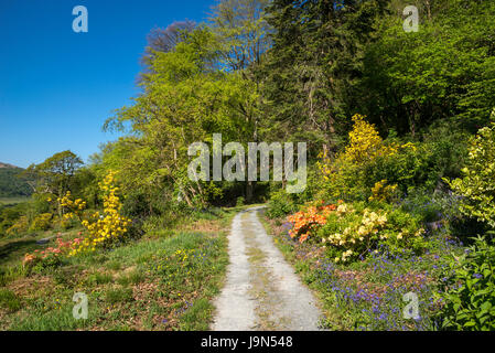 Plas Tan y Bwlch Gärten in der Nähe von Maentwrog in Snowdonia, North Wales, UK. Stockfoto