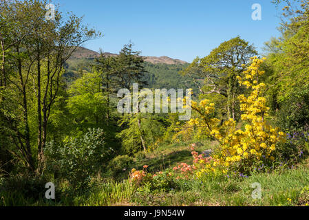 Plas Tan y Bwlch Gärten in der Nähe von Maentwrog in Snowdonia, North Wales, UK. Stockfoto