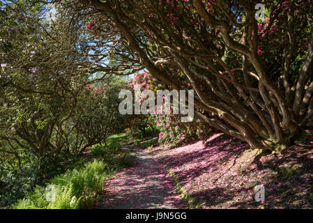 Pfad unter Reife Rhododendren im späten Frühjahr. Plas Tan y Bwlch Gärten in der Nähe von Maentwrog in Snowdonia, North Wales, UK. Stockfoto