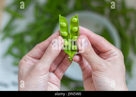 Hände halten einen offenen grüne Erbse-pod Stockfoto