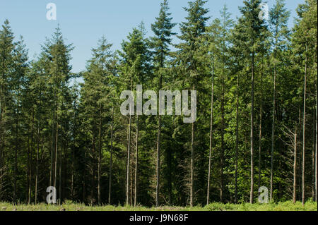 Ein Foto zeigt Pinien von Haldon Wald alle in einer Reihe. Stockfoto