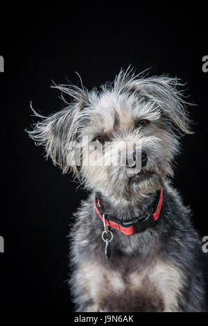 Neugierig, loyal und schmuddeligen Mischling Terrier auf einem schwarzen Hintergrund auf der Suche an der Kamera oder leicht hinter der Kamera. Stockfoto