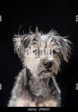 Neugierig, loyal und schmuddeligen Mischling Terrier auf einem schwarzen Hintergrund auf der Suche an der Kamera oder leicht hinter der Kamera. Stockfoto