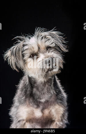 Neugierig, loyal und schmuddeligen Mischling Terrier auf einem schwarzen Hintergrund auf der Suche an der Kamera oder leicht hinter der Kamera. Stockfoto