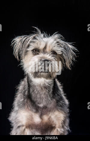 Neugierig, loyal und schmuddeligen Mischling Terrier auf einem schwarzen Hintergrund auf der Suche an der Kamera oder leicht hinter der Kamera. Stockfoto