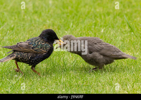 Stare Sturnus Vulgaris Eltern füttern Jungvögel auf Rasen mit Brot oder Fett Block in der Nähe. Kinder betteln um Essen klaffende Rechnungen Daunenfedern. Stockfoto