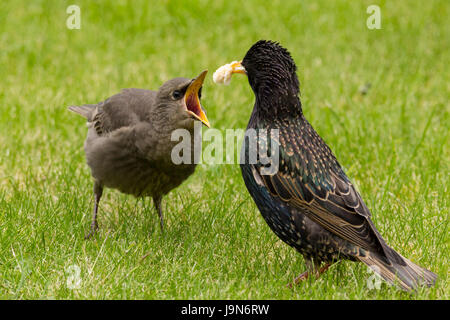 Stare Sturnus Vulgaris Eltern füttern Jungvögel auf Rasen mit Brot oder Fett Block in der Nähe. Kinder betteln um Essen klaffende Rechnungen Daunenfedern. Stockfoto