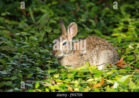 Marsh Kaninchen im Laub in Florida Stockfoto