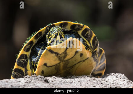 Suwanee RIver Cooter Schildkröte Stockfoto