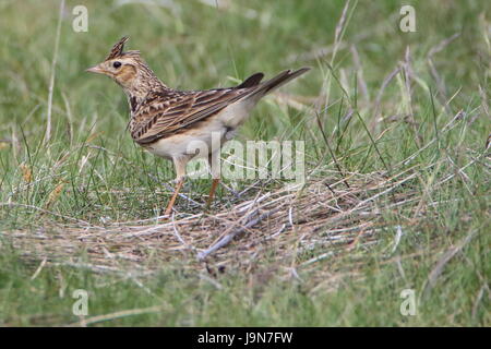 Feldlerche (Alauda Arvensis) in den Dünen in Dornoch, Sutherland; Schottland. VEREINIGTES KÖNIGREICH. Stockfoto