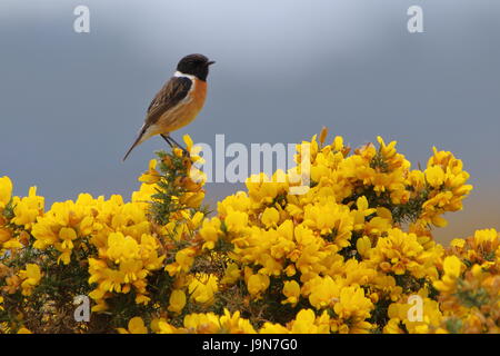 Männliche Schwarzkehlchen (Saxicola Torquata) auf Ginster in Dornoch in Sutherland, Schottland; UK Stockfoto