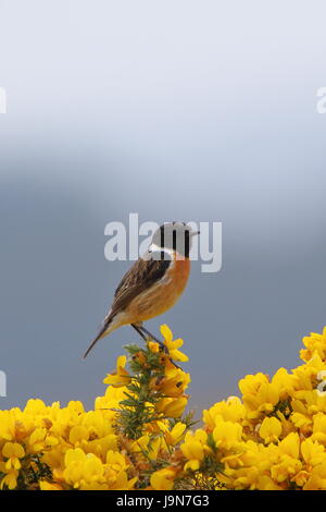 Männliche Schwarzkehlchen (Saxicola Torquata) auf Ginster in Dornoch in Sutherland, Schottland; UK Stockfoto