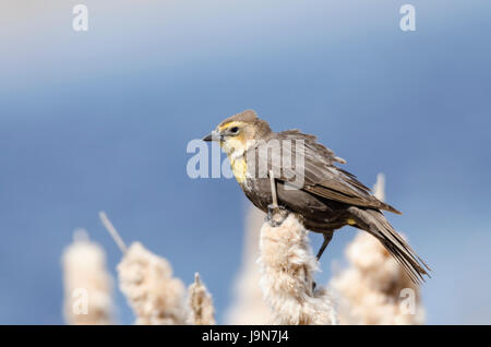 Weibliche gelb-vorangegangene Amsel Rohrkolben an einem Teich gehockt Stockfoto