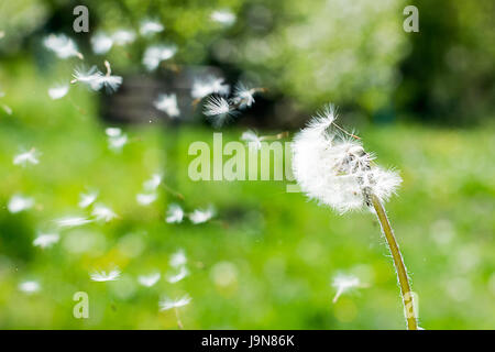 Löwenzahn auf den Wind. Löwenzahn Flaum. Löwenzahn ruhige abstrakte Closeup Kunst Hintergrund. Löwenzahn Luft weiße schöne Wiese Blume Stockfoto