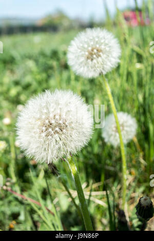 Löwenzahn Flaum. Löwenzahn ruhige abstrakte Closeup Kunst Hintergrund. Löwenzahn Luft weiße schöne Wiese Blume Stockfoto