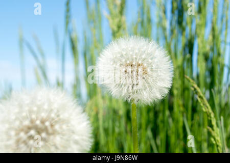 Löwenzahn Flaum. Löwenzahn ruhige abstrakte Closeup Kunst Hintergrund. Löwenzahn Luft weiße schöne Wiese Blume Stockfoto