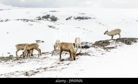 Eine Gruppe von Rentieren in einem schneebedeckten Berggebiet. Kjølen, Kvaløya, Tromsø, Norwegen. Stockfoto