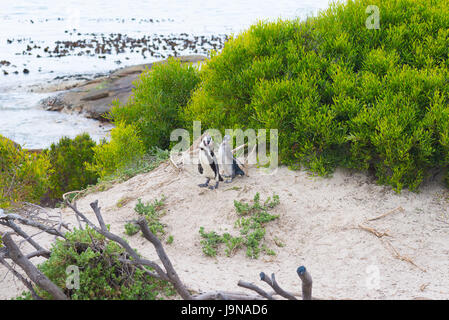 Die afrikanische Pinguin-Kolonie am Kap-Halbinsel am Boulders Beach, Simons Town, Provinz Western Cape, Cape Town District, South Africa. Stockfoto