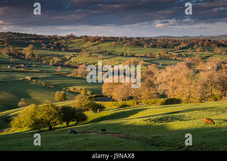 Warmes Abendlicht der Goldenen Stunde über Felder, Ackerland und Moore von einem Tal im Peak District in Staffordshire, England, UK Stockfoto