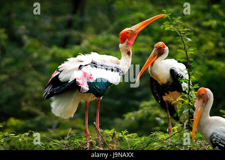 Bemalte Storch (Mycteria Leucocephala, Ibis Leucocephalus) zwei Tiere, National Zoological Park Indien auf einem Baum sitzen, Stockfoto