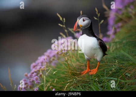 Lunga UK. 30. Mai 2017. Papageitaucher Insel der Inneren Hebriden Schottland Lunga, Treshnish Isles, 30.05.2017 © Gary Mather/Alamy Live News Stockfoto