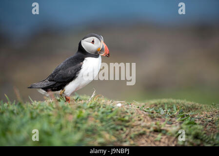 Lunga UK. 30. Mai 2017. Papageitaucher Insel der Inneren Hebriden Schottland Lunga, Treshnish Isles, 30.05.2017 © Gary Mather/Alamy Live News Stockfoto