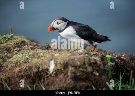 Lunga UK. 30. Mai 2017. Papageitaucher Insel der Inneren Hebriden Schottland Lunga, Treshnish Isles, 30.05.2017 © Gary Mather/Alamy Live News Stockfoto